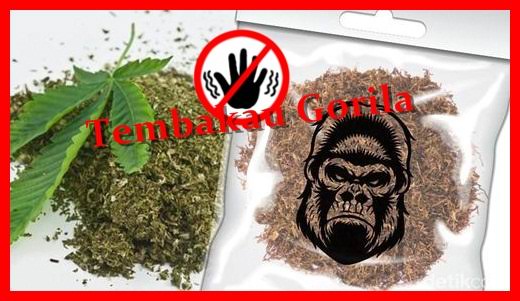 Bahaya Tembakau Gorilla.